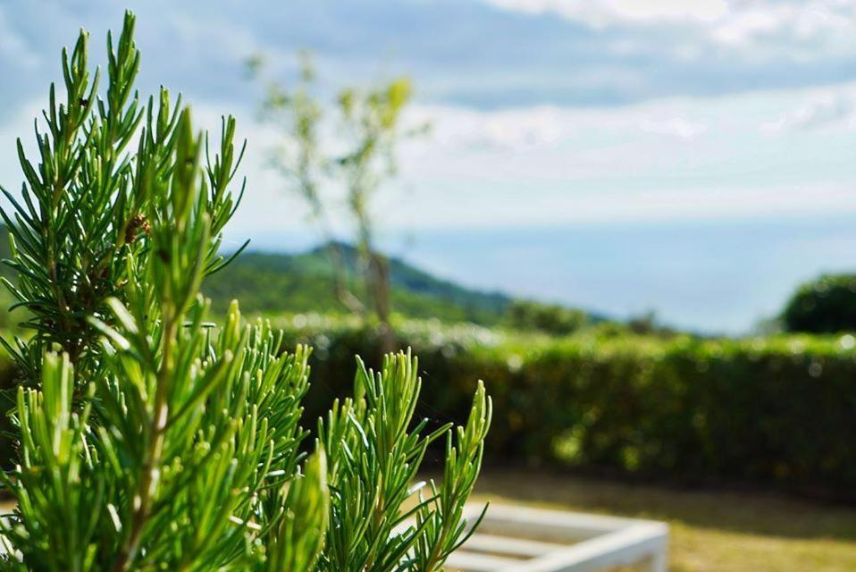 B&B Il Piccolo Paradiso Montenero  Eksteriør billede